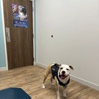 Highland Animal Hospital ico