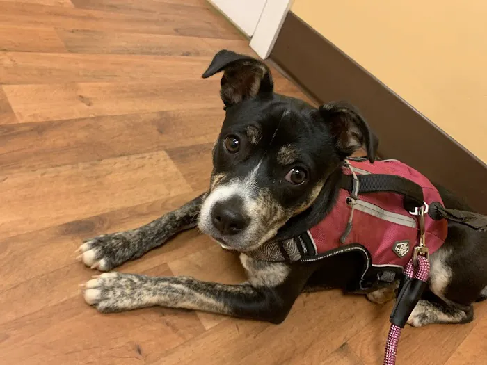 Cumberland Animal Hospital 1