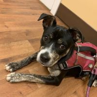 Cumberland Animal Hospital ico