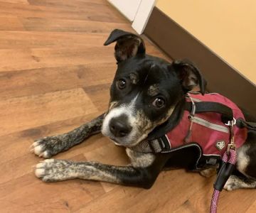 Cumberland Animal Hospital