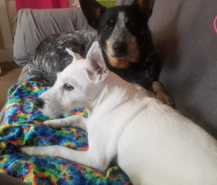 Cumberland Animal Hospital 4