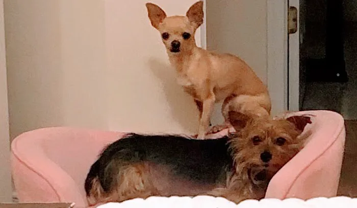 Country Family Pet Clinic 4