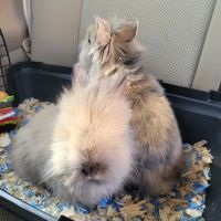 Country Family Pet Clinic ico