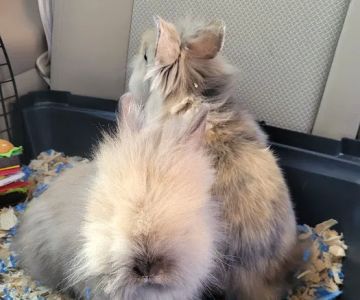 Country Family Pet Clinic