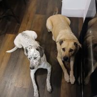No Place Like Home Mobile Pet Vet, PLLC ico