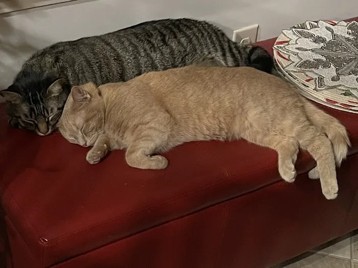 The Sound Cat Veterinary Hospital 4