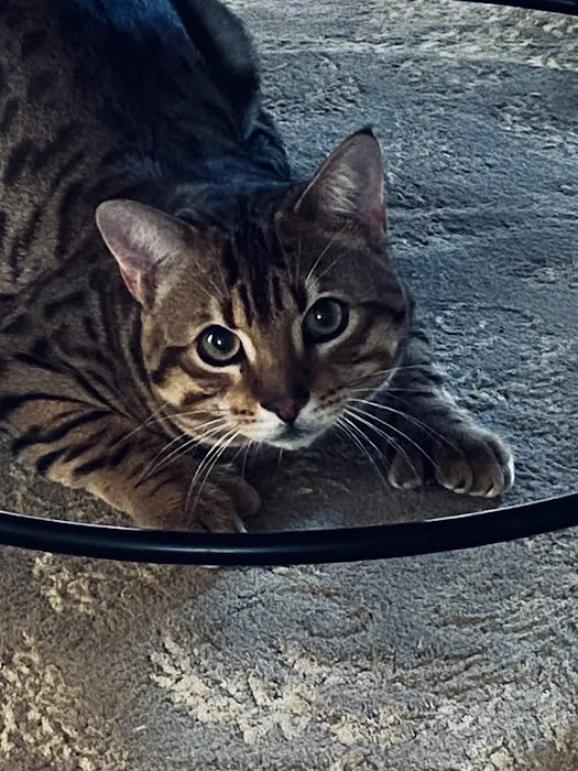 The Sound Cat Veterinary Hospital 9
