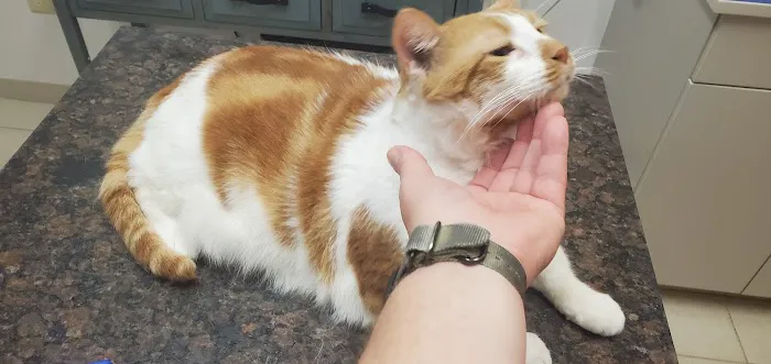The Sound Cat Veterinary Hospital 2