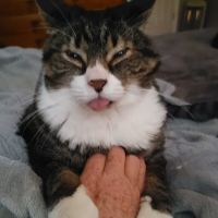 The Sound Cat Veterinary Hospital ico