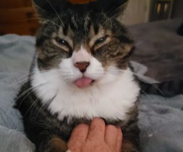 The Sound Cat Veterinary Hospital