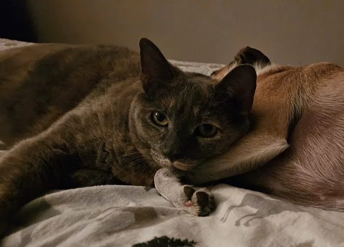 The Sound Cat Veterinary Hospital 8