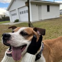 Banfield Pet Hospital ico