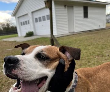 Banfield Pet Hospital