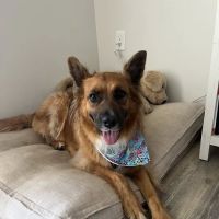 Wilmington Animal Healthcare Veterinary Hospital ico