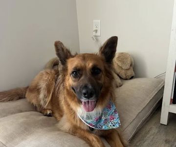 Wilmington Animal Healthcare Veterinary Hospital