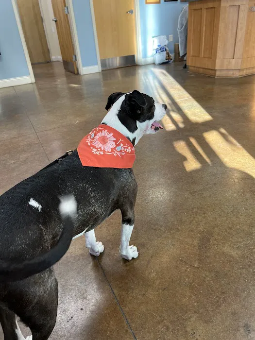 Wilmington Animal Healthcare Veterinary Hospital 3