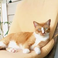 A Country Veterinary Clinic ico