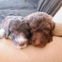Highsmith Animal Hospital: Anderson Jennifer DVM ico