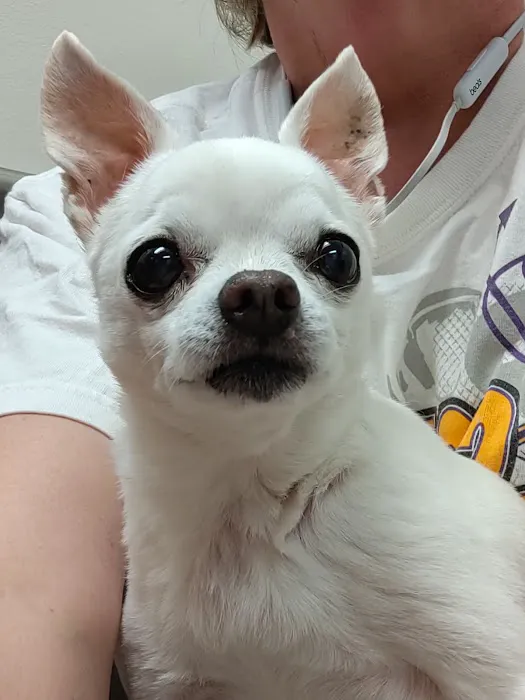 Village Veterinary Hospital 3