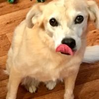 Countryside Veterinary Services ico