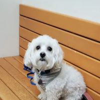 Banfield Pet Hospital ico