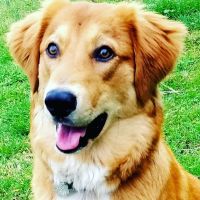 Mulberry Street Animal Clinic ico