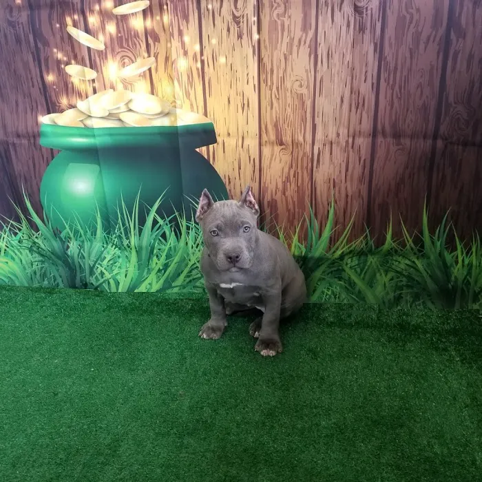Loudon County Animal Hospital 6