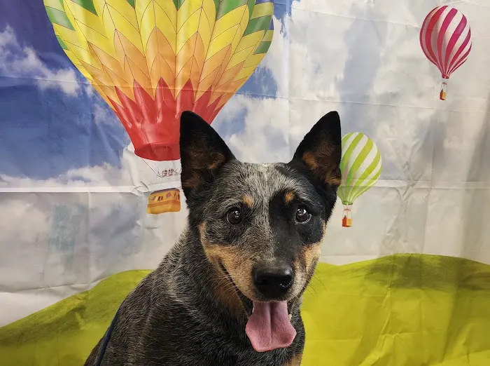 Loudon County Animal Hospital 8
