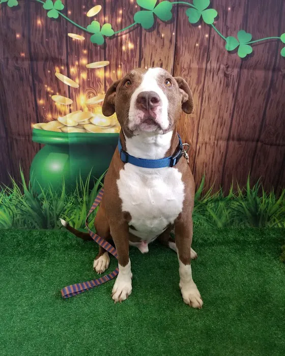Loudon County Animal Hospital 5