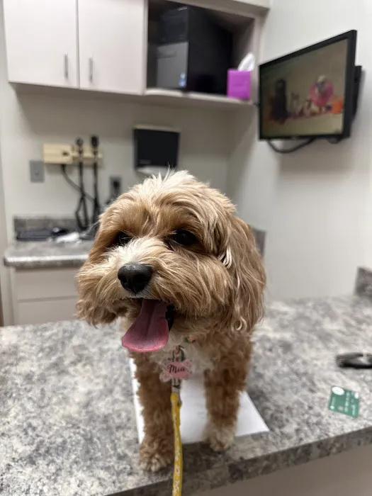 Lenoir City Animal Clinic 8