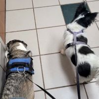 Lenoir City Animal Clinic ico