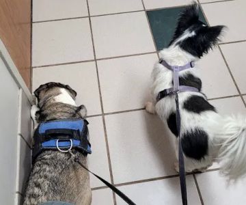 Lenoir City Animal Clinic