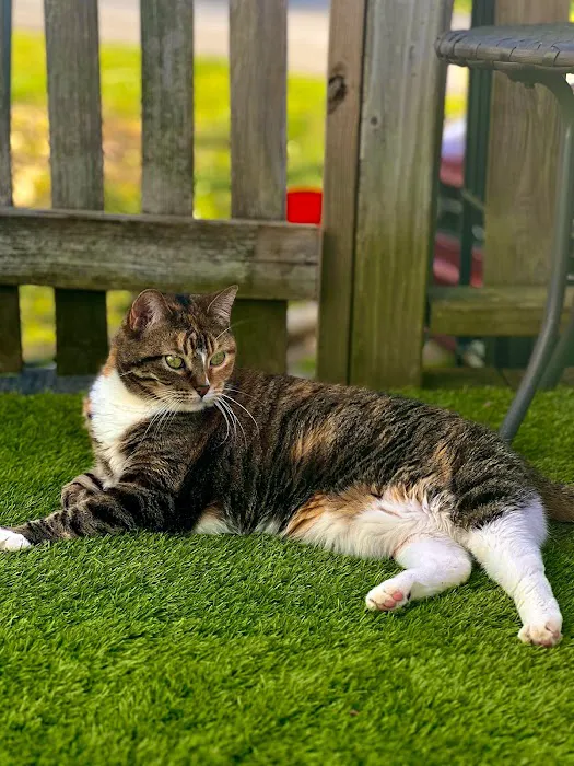 Embassy Veterinary Center Lenoir City 9