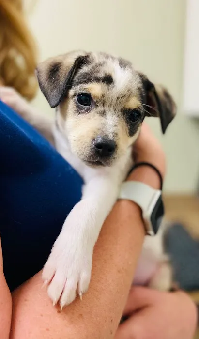 Embassy Veterinary Center Lenoir City 10