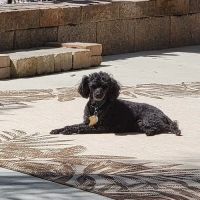 Embassy Veterinary Center Lenoir City ico