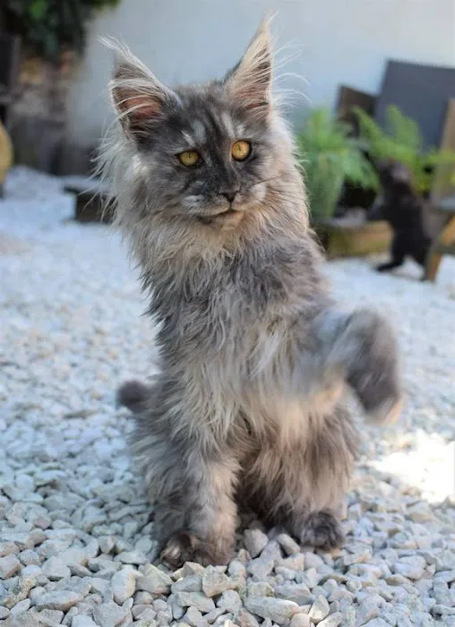Angelina's Purrmont Cats 5