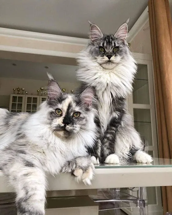 Angelina's Purrmont Cats 7