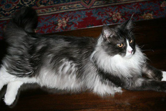 Angelina's Purrmont Cats 1