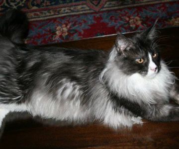 Angelina's Purrmont Cats