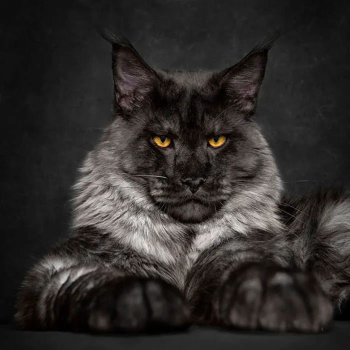 Angelina's Purrmont Cats 4