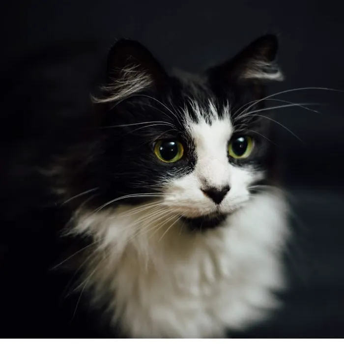 Angelina's Purrmont Cats 6