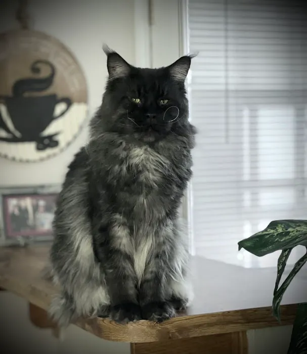 Angelina's Purrmont Cats 3
