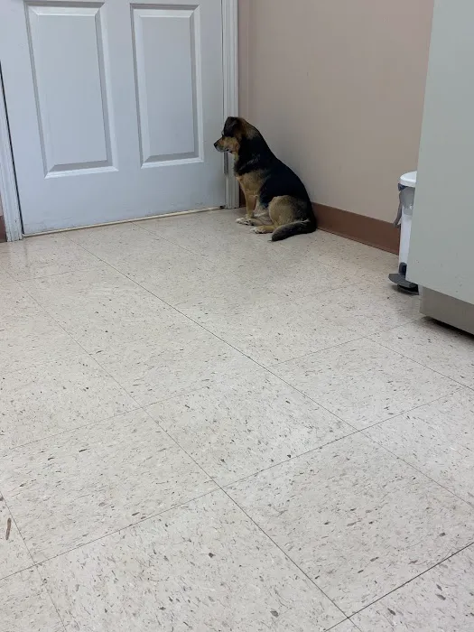 Spring City Pet Care 7
