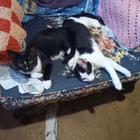Spring City Pet Care ico
