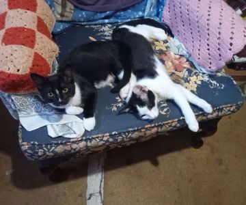 Spring City Pet Care