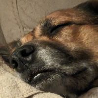 Central Veterinary Hospital ico