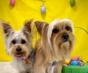 Companion Veterinary Clinic of Greene County
