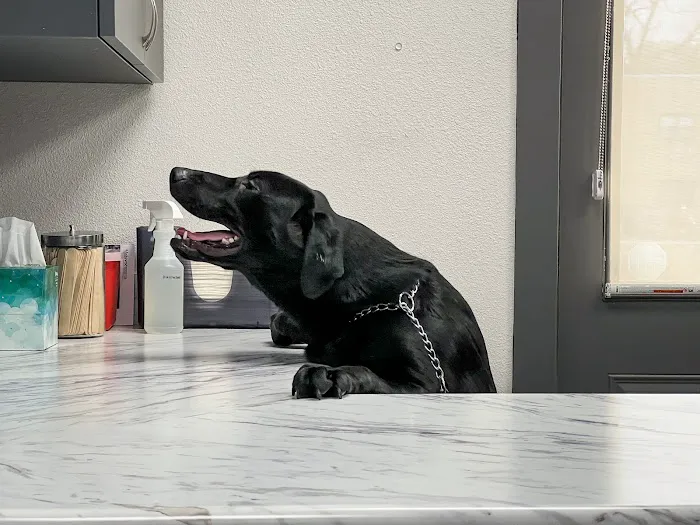 Companion Veterinary Clinic of Greene County 4