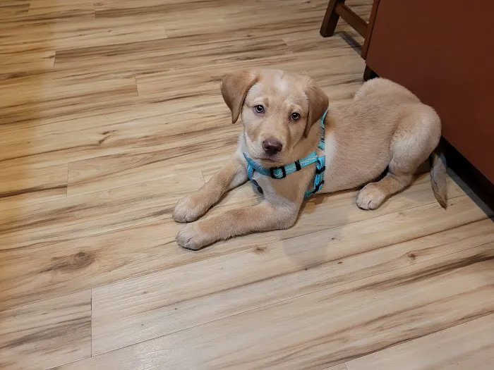 Companion Veterinary Clinic of Greene County 6