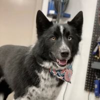Veterinary Medical Associates PC ico